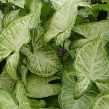 Nephthytis White Butterfly plant